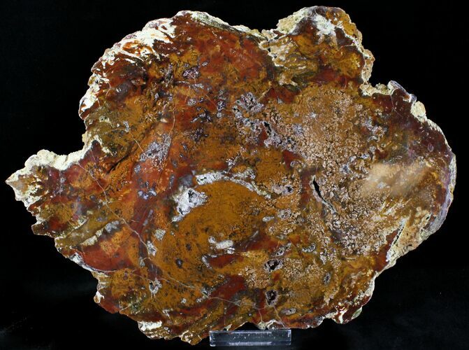 Brilliant Petrified Wood Slab - Hampton Butte, Oregon #23353